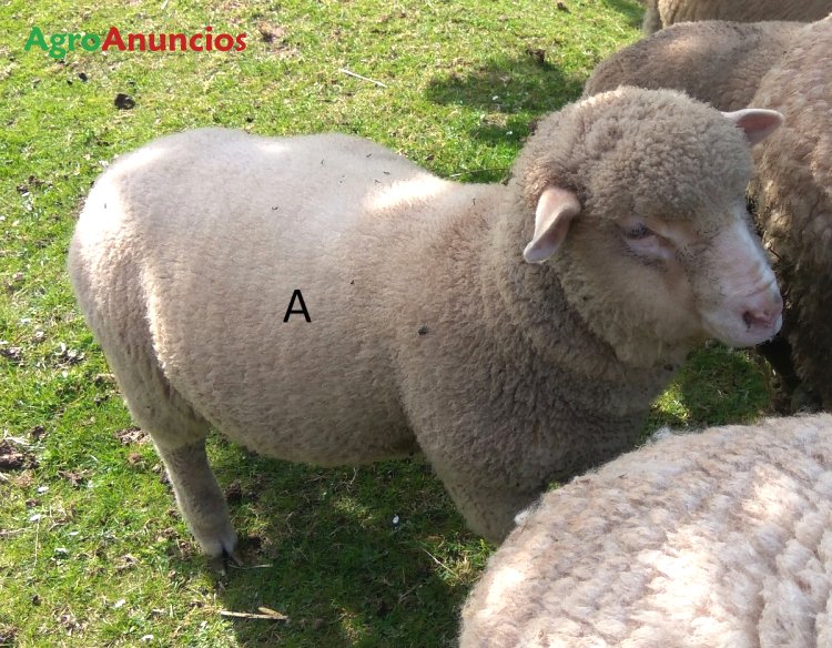 AgroAnuncios.es - Venta de 4 Ovejas en Asturias