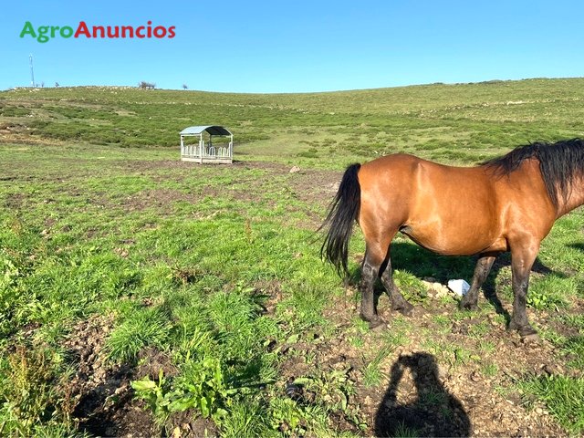 AgroAnuncios.es - Venta de Yeguas en Asturias