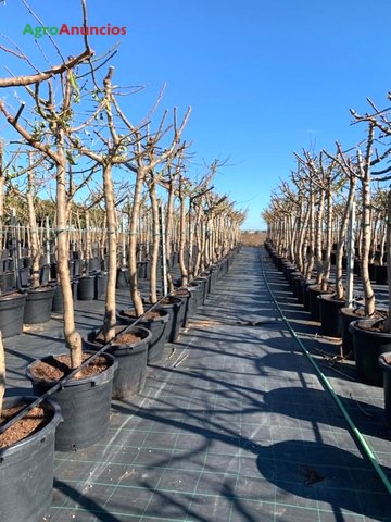 AgroAnuncios.es - Venta de Plantas de frutales almendros y olivos en  Baleares