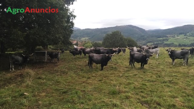 venta de vacas en cantabria