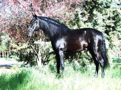 caballos pura sangre in vendita